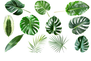 Collection of green tropical palm leaves, isolated on a clean white background, capturing their vibrant green hues and detailed veins