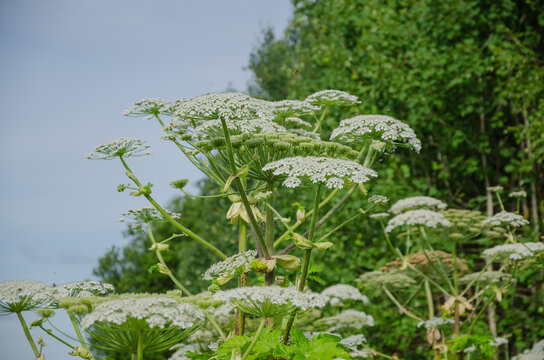 Umbelliferous plant Heracleum hogweed grows and blooms