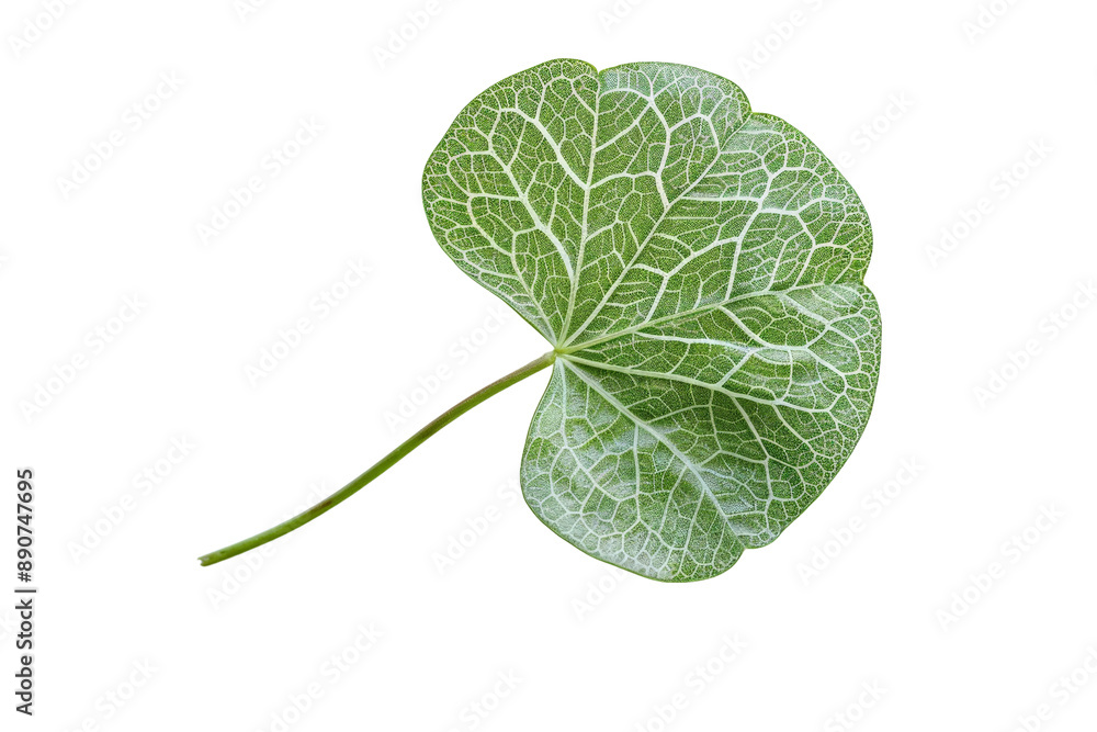 Poster one 4-leaf clover with intricate vein patterns, isolated on a white background, emphasizing its natu