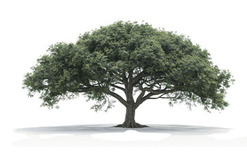 Obraz premium One mature tree with a thick trunk and wide canopy, isolated on a clean white background, emphasizing its grandeur