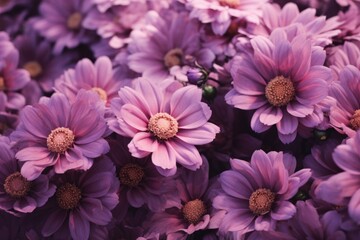 Obraz premium Close-up of purple chrysanthemums in full bloom. Spring nature awakening. Nature and floral beauty concept. Banner, wallpaper
