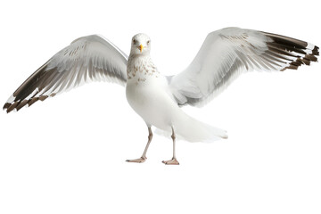 Obraz premium Seagull with wings tucked, isolated on a pristine white background, highlighting its sleek form and natural elegance