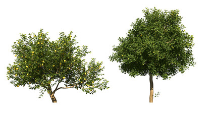 A green lemon tree png