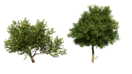 A green lemon tree png