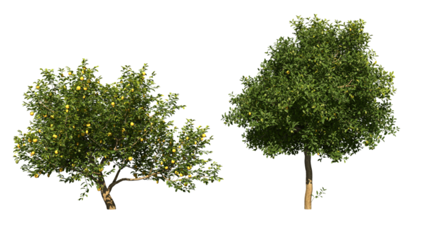 A green lemon tree png