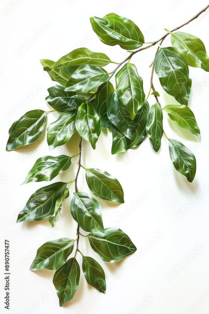 Poster A single green branch placed on a white surface, ideal for use as a background or texture
