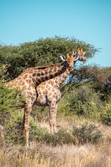 double vision, giraffe in the savannah, namibia