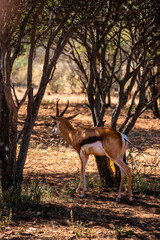impala antelope in the savannah of Namibia, Africa
