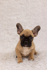 A French bulldog puppy, age 2 months