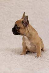 A French bulldog puppy, age 2 months
