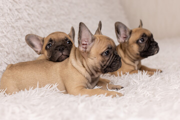 Three puppies of the French Bulldog breed, age 2 months