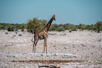 giraffe in the savannah of Etosha national park, namibia