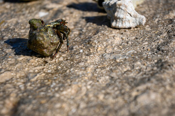 Hermit crab is carrying its home on its back and walking on a rock near seashells