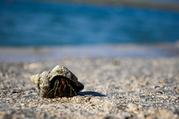 Hermit crab is carrying its shell across a bright beach