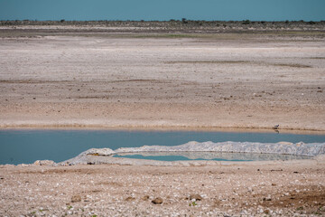 water hole in etosha national park, namibia