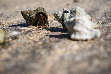 Hermit crab is carrying its home on its back and walking on a rock near seashells