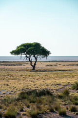 Tree on the shore of etosha pan, etosha national park, namibia