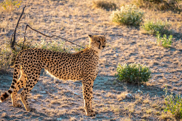 cheetah in the savanna of etosha national park, namibia