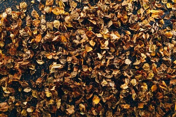 abstract dried leaves on black background