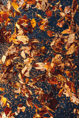 flying dried leaves, abstract background