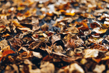 abstract dried leaves with backlight illumination