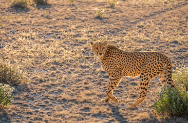cheetah in the savanna of etosha national park, namibia