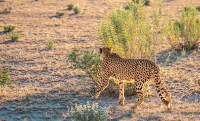 cheetah in the savanna of etosha national park, namibia