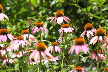 butterfly on flowers in the garden