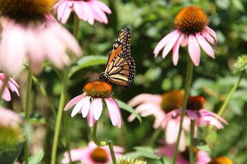 monarch butterfly on a flower