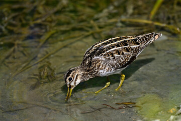 Bekassine // Common snipe (Gallinago gallinago)