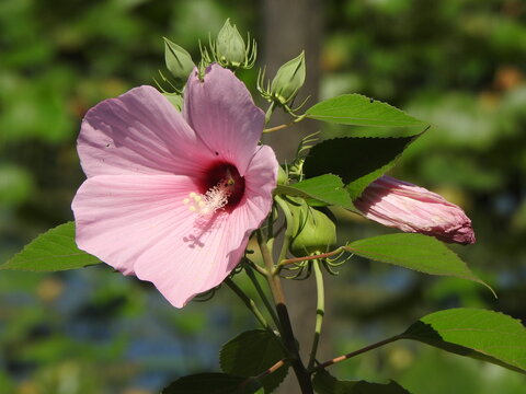 Pink swamp rose mallow bloomed within the wetlands of Wildwood Park, Dauphin County, Harrisburg, Pennsylvania.