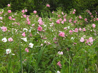 Swamp rose mallow wildflowers bloomed within the wetlands of Wildwood Park, Dauphin County, Harrisburg, Pennsylvania. Natural background.