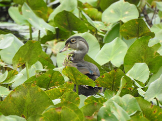 A juvenile wood duck camouflaged within the wetland foliage, Wildwood Park, Dauphin County, Harrisburg, Pennsylvania.