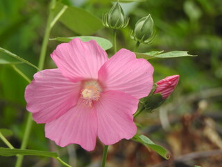 Fototapeta premium Pink swamp rose mallow bloomed within the wetlands of Wildwood Park, Dauphin County, Harrisburg, Pennsylvania