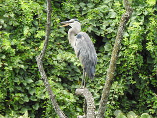 A great blue heron panting with its beak open on a very hot summer day. Wildwood Park, Dauphin County, Harrisburg, Pennsylvania.