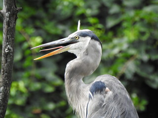 A great blue heron panting with its beak open on a very hot summer day. Wildwood Park, Dauphin County, Harrisburg, Pennsylvania.