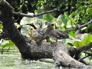 Juvenile wood ducks enjoying a late summer day within the wetlands of Wildwood Park, Dauphin County, Harrisburg, Pennsylvania.