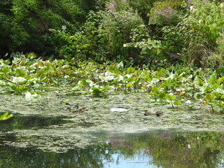 Young wood ducks swimming in the wetland waters of Wildwood Park, Dauphin County, Harrisburg, Pennsylvania.