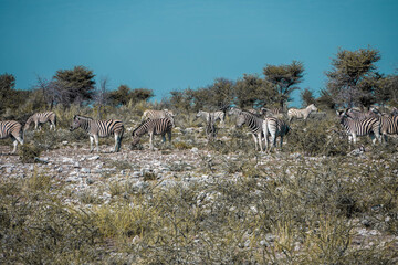 zebra in the savanna of namibia, etosha national park