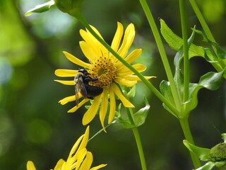 Eastern bumble bee feeding on the nectar from within a yellow cup plant wildflower. Wildwood Park, Dauphin County, Harrisburg, Pennsylvania.