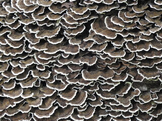 Turkey tail mushrooms growing wild within the woodlands of Wildwood Park, Dauphin County,...