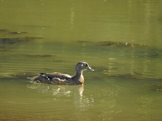 A female wood duck swimming in the wetland waters of Wildwood Park, Dauphin County, Harrisburg, Pennsylvania.