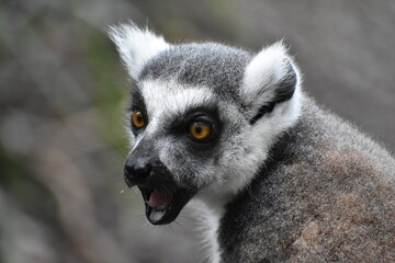 Shocked Lemur