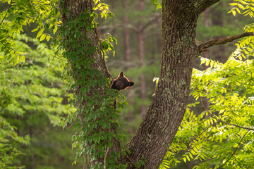 Black bear cub in a tree © Tony Campbell