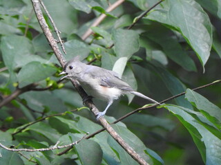 A tufted titmouse perched on a branch, singing a lovely tune, within the woodland forest of Wildwood Park, Dauphin County, Harrisburg, Pennsylvania.