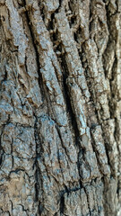 Vertical photograph of the bark of a living trunk. Nature and environment concept