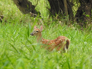 A young white-tailed-deer, fawn living within the woodlands of Wildwood Park, Dauphin County, Harrisburg, Pennsylvania.