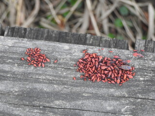 A cluster of adult and nymph boxelder bugs gathering on withered wood. Wildwood Park, Dauphin...