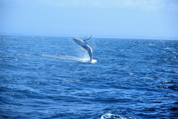 Naklejka premium Humpback whale breaching