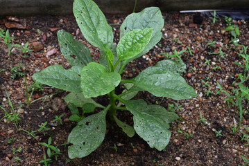 A small vine spinach plant is growing on the ground